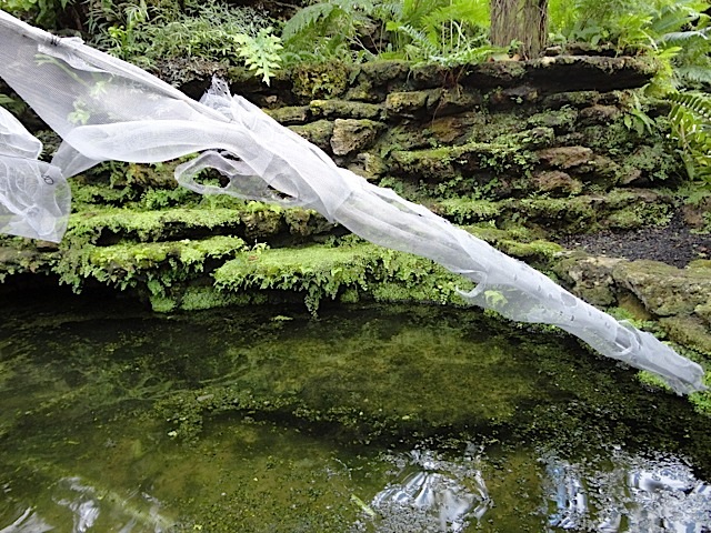 Fern Room pond installation D